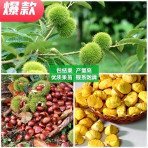 板栗苗早熟泰山板栗苗大红袍板粟苗