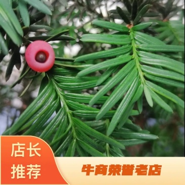 懂得（曼地亚）红豆杉树苗进一一现挖带土发货