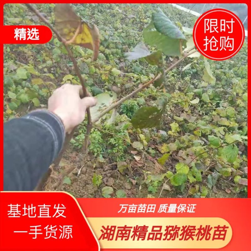 猕猴桃苗湖南万亩猕猴桃苗田高品质自产自销可视频看货