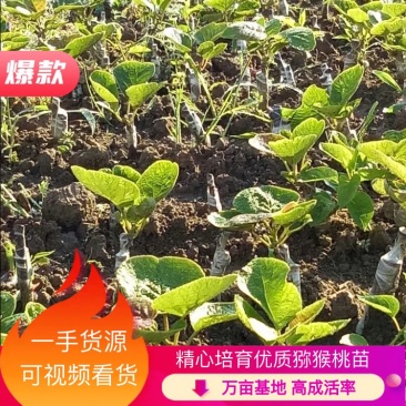 【精品】水杨桃嫁接猕猴桃苗米粮一号万亩基地直供