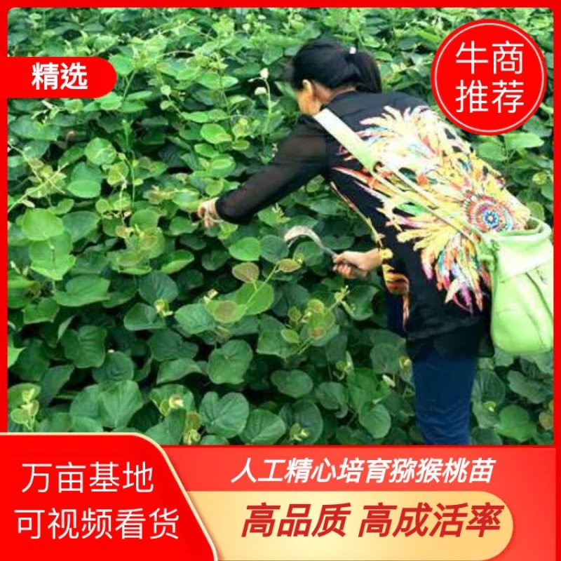 【精品】永顺猕猴桃种植合作社东红猕猴桃树苗水杨桃嫁接苗