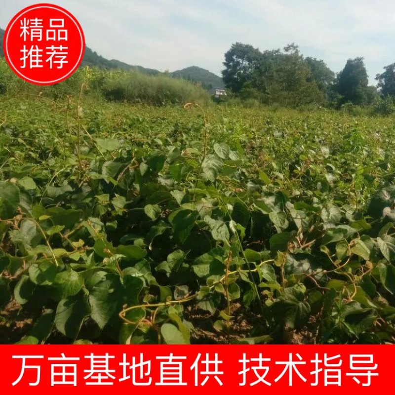 翠香猕猴桃树苗0.2~0.4cm30~35cm嫁接