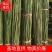 湘南竹木两米二95~100根菜架竹，火龙果撑现货批发