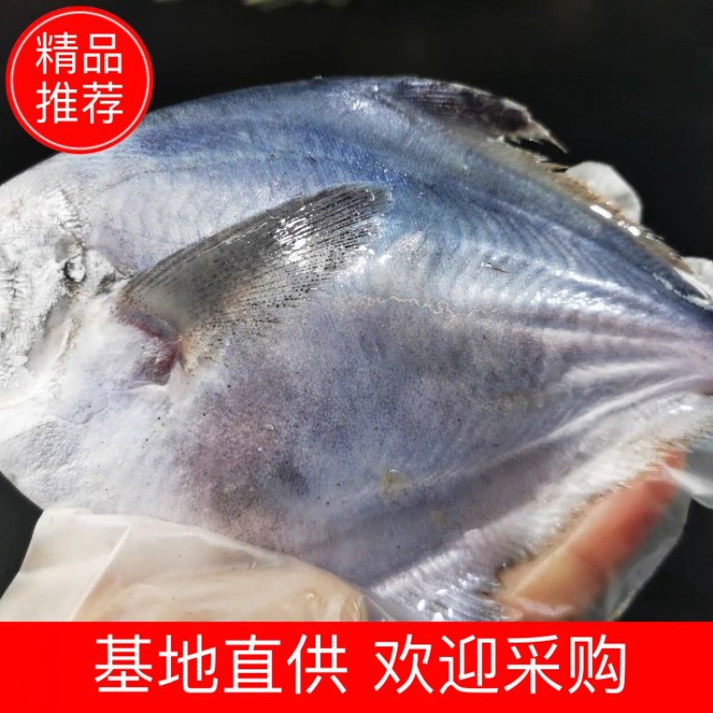 舟山东海银鲳鱼、大白鲳、真空包装不包冰，不含冰，纯净重。