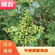 九叶青花椒苗，贵州花椒苗直供，保证品种纯正，安顺青花椒苗