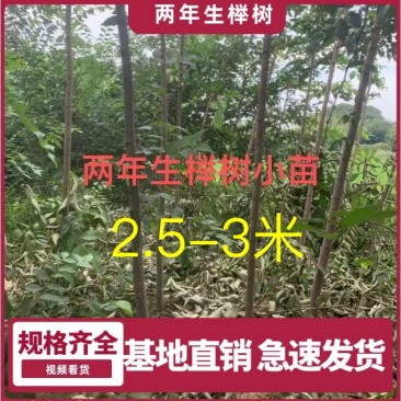 榉树苗，1-3年生榉树小苗，各规格榉树小苗，全国发货