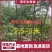 榉树苗，1-3年生榉树小苗，各规格榉树小苗，全国发货