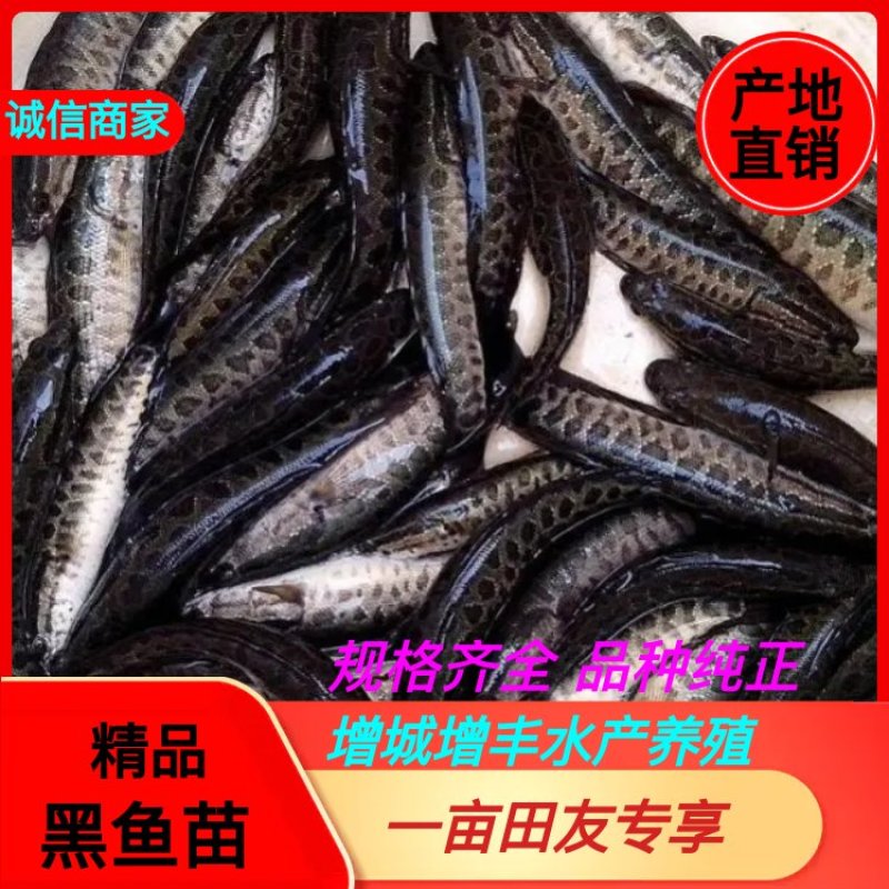 黑鱼鱼苗优质黑鱼苗乌鱼苗生鱼苗黑鱼鱼苗优质黑鱼苗