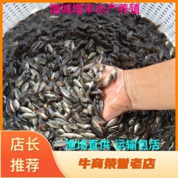 罗非鱼苗，青罗非，宝路吉富罗非苗海南一号粤海一号