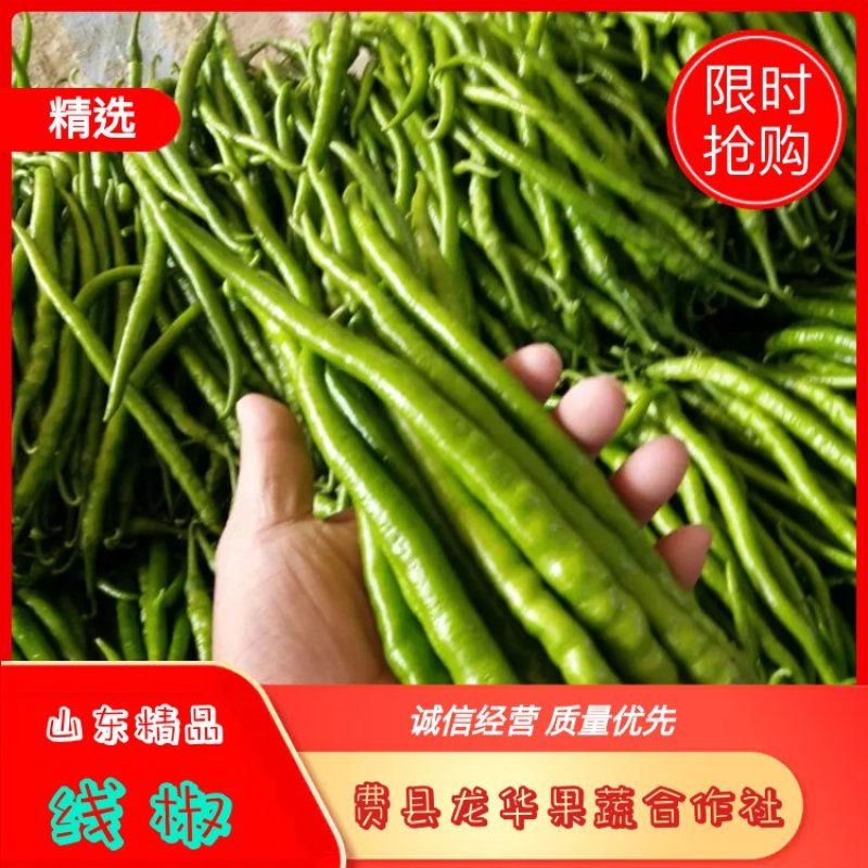 【精品】山东费县线椒中辣青万亩大量上市中欢迎咨询