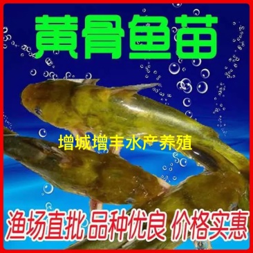 优质黄颡鱼苗全雄黄颡鱼苗黄骨鱼苗全雄黄颡鱼苗