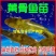 优质黄颡鱼苗全雄黄颡鱼苗黄骨鱼苗全雄黄颡鱼苗