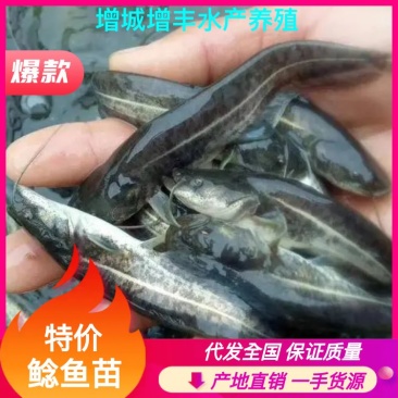 优质鲶鱼苗大口鲶鱼鱼苗鲶鱼苗优质鲶鱼苗大口鲶鱼鱼苗