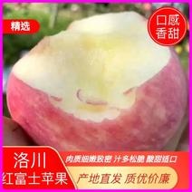 【原产地直销】陕西洛川苹果现摘现发鲜货供应欢迎咨询合作