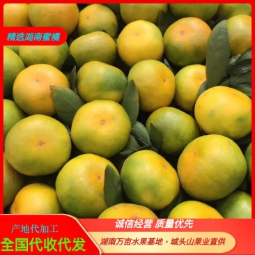 湖南常德蜜橘普早大量上市口感颜色好果园基地直供