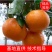早熟柑桔苗沙糖桔苗规格全全国发货基地直供