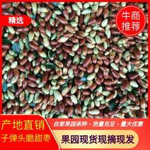 子弹头脆甜枣河北产区货源稳定可供商超市场批发