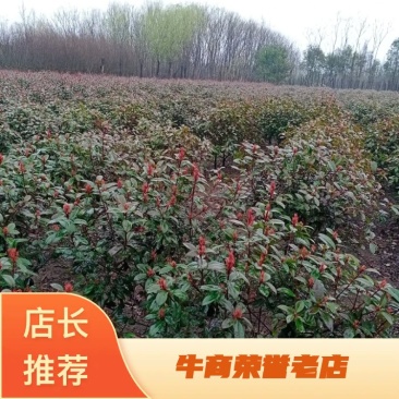 红叶石楠球毛球，净球都有