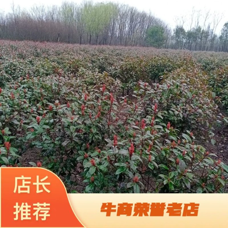 红叶石楠球毛球，净球都有
