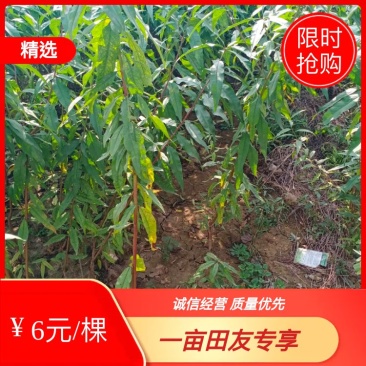 大量出售占地桃树苗，规格0.6-3公分供客户选择。