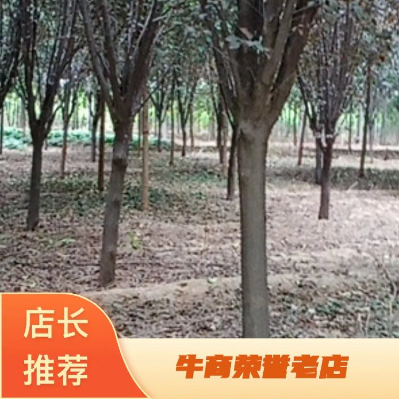 河南武陟供应红叶李，质量好，规格多，价格优，现挖现卖。