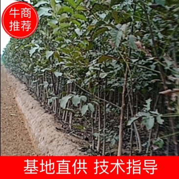 河南武陟大量出售核桃树苗，规格齐全，价格便宜，根系好。