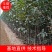 河南武陟大量出售核桃树苗，规格齐全，价格便宜，根系好。