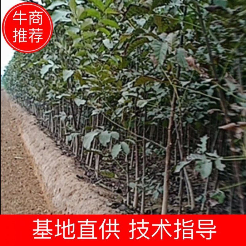 河南武陟大量出售核桃树苗，规格齐全，价格便宜，根系好。