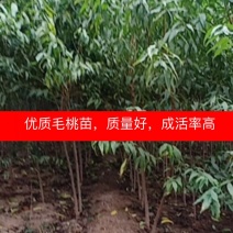 河南焦作毛桃苗大量供应，规格齐全，价格便宜，诚信经营。