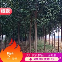 河南焦作大叶女贞大量上市，规格齐全，数量充足，价格合理。