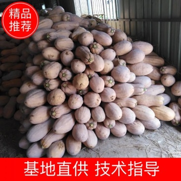 金韩蜜本南瓜仓储全黄外形好！又甜又面口感好一手货源