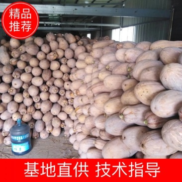 专业种植面积大，精细管理产量高，仓储全黄外形好！