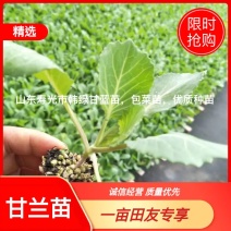 山东寿光市韩绿甘蓝苗，包菜苗，优质种苗，