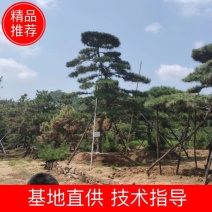 造型黑松造型油松基地造型景观松平顶松泰山迎客松