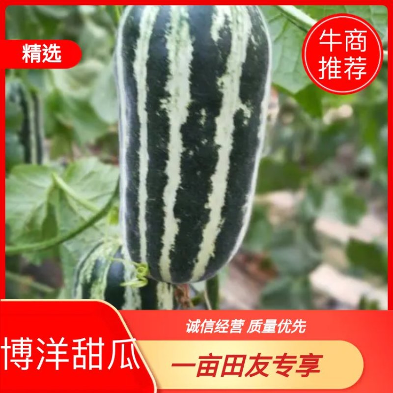 博洋9号博洋61甜瓜精品支持一件代发对接各大电商商超