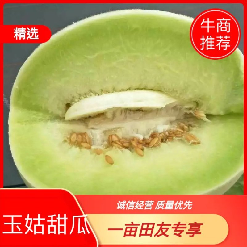 玉姑甜瓜2斤以上精品预售对接各大商超