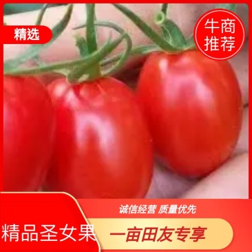 釜山88玲珑小番茄四季有货，对接各大商超，电商平台