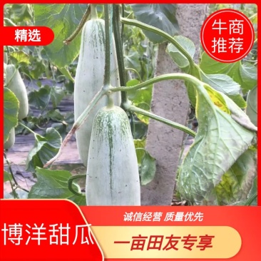 博洋61博洋9号甜瓜精品对接各大电商微商，承接一件代发