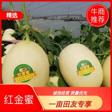 红金蜜东方蜜甜瓜精品，对接各大电商微商团购