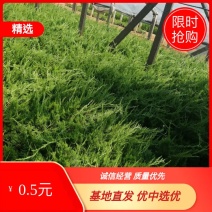 小龙柏价格低品质高规格全欢迎咨询