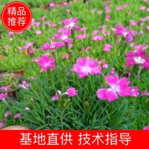 开花机器欧石竹双色盆欧石竹爆盆欧石竹观赏性超高