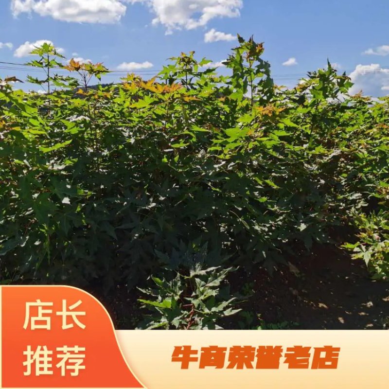 【优质】辽宁元宝枫苗大量供应质量好价格低欢迎各位老板电联
