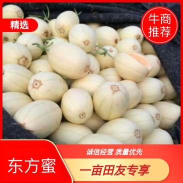 东方蜜1号甜瓜2斤以上精品承接代收代发