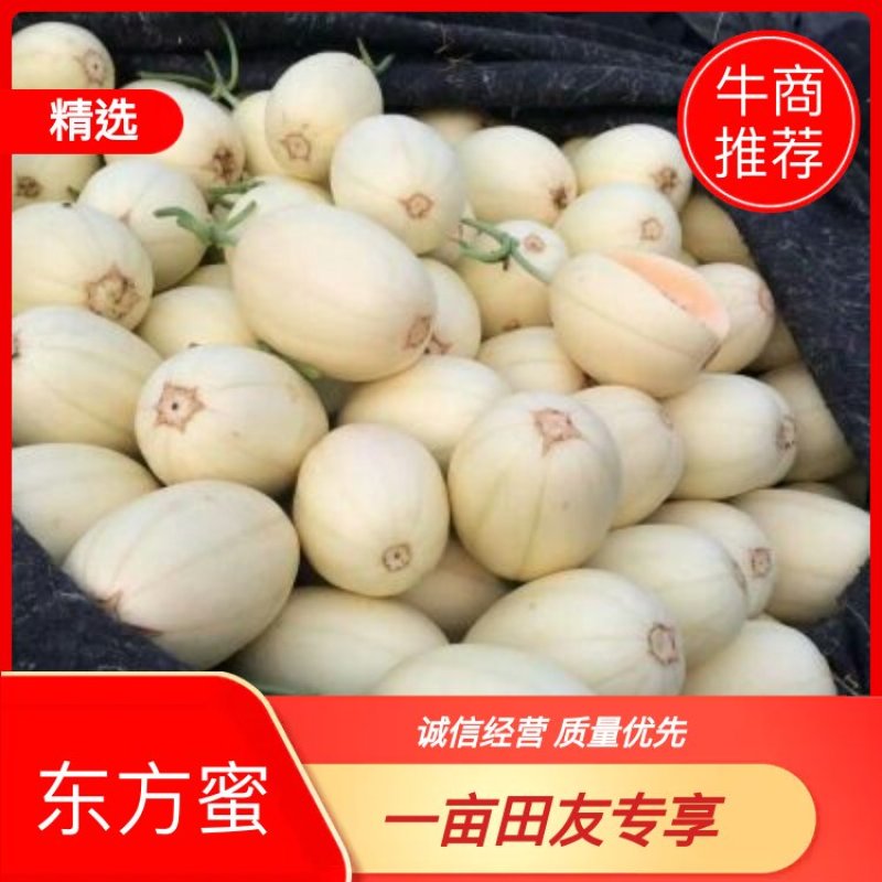 东方蜜1号甜瓜2斤以上精品承接代收代发