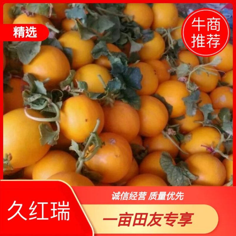 久红瑞甜瓜3斤以上对接各大电商，欢迎新老客户前来选购。