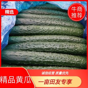 黄瓜22~25公分鲜花带刺，欢迎新老客户前来选购。