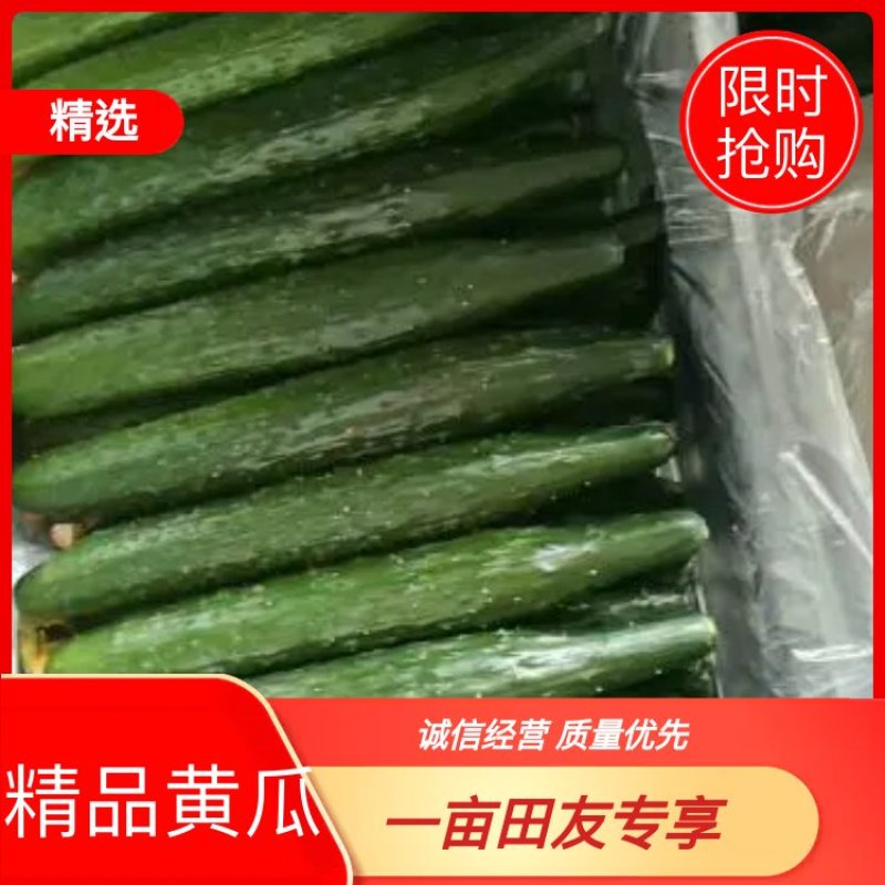 黄瓜30公分以上干花带刺量大，欢迎前来收购