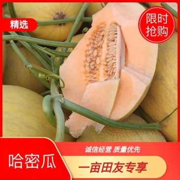 凤金6号金凤凰哈密瓜支持一件代发。欢迎选购。