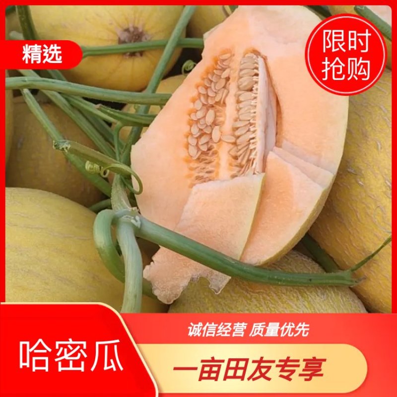 凤金6号金凤凰哈密瓜支持一件代发。欢迎选购。