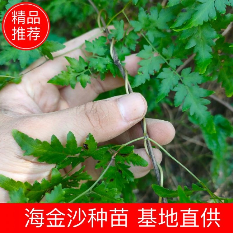 海金沙种苗海金沙种苗海金沙种苗